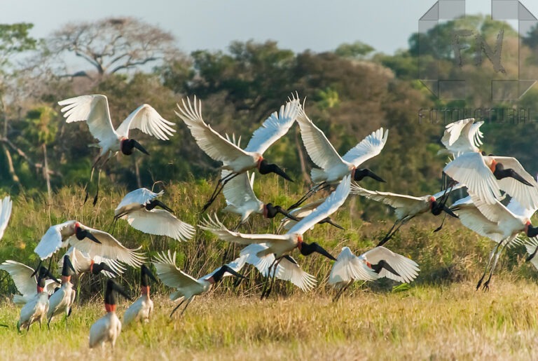 STF avaliza leis estaduais até Congresso aprovar estatuto do Pantanal