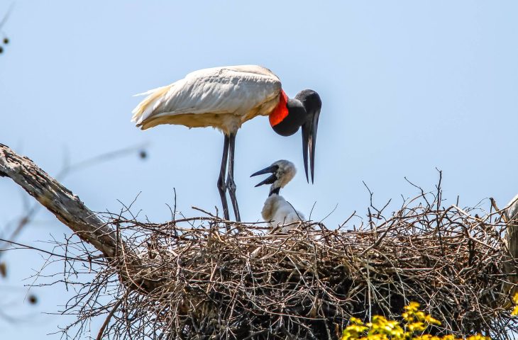 Risco climático extremo: Pantanal pode desaparecer, alerta ministra no Senado