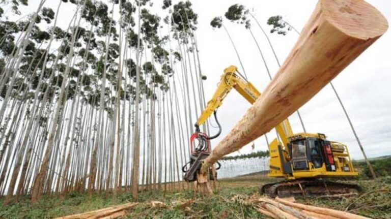 Puxada pela celulose, floresta plantada pode chegar a 2 milhões de hectares em MS