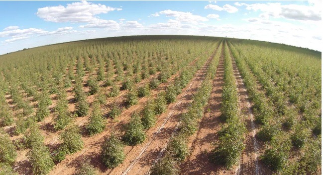 Suzano já estuda ampliar base florestal e dobrar produção da nova fábrica de celulose