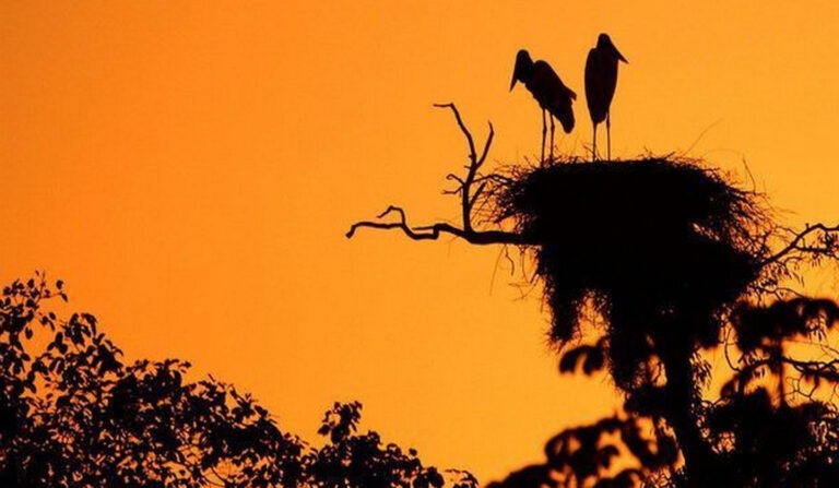 Da capital do agro ao Pantanal – pura natureza e espetáculo de vida