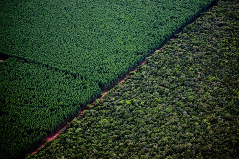 Suzano compra maciço florestal com 154 milhões de árvores