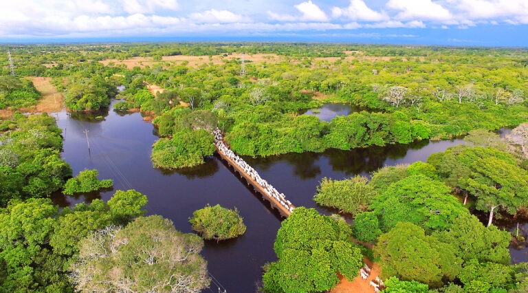 Projeto que muda Código Florestal impacta 50% do Pantanal, diz organização