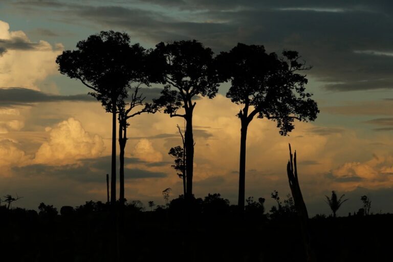 Conheça algumas das incríveis árvores nativas brasileiras