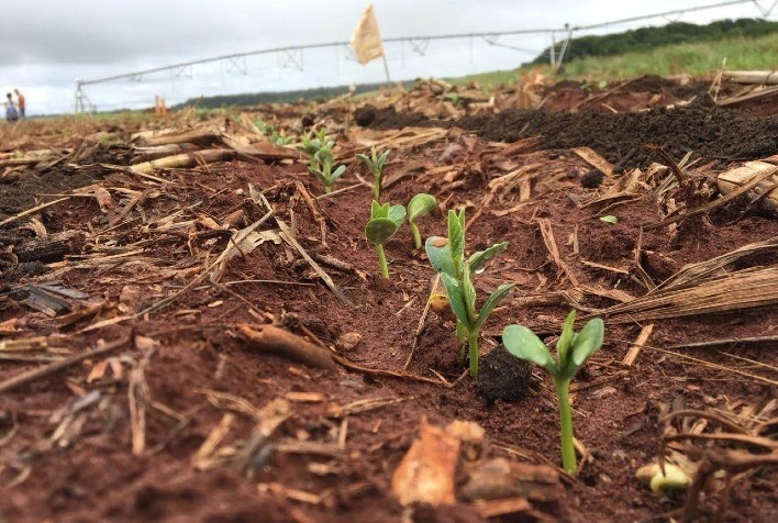 Adubo orgânico pode reduzir dependência por fertilizante importado