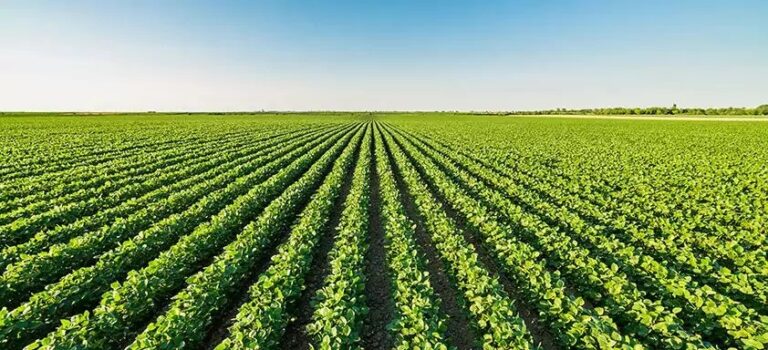 Chuvas irregulares e altas temperaturas impactam cultivos em algumas regiões