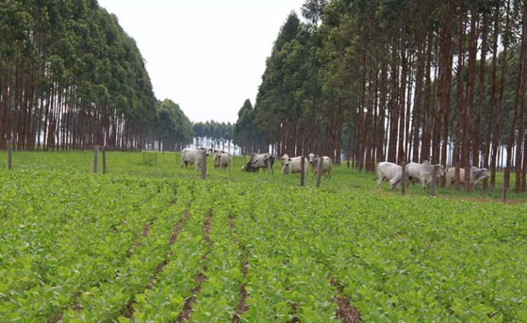 MS já converteu 4,2 milhões de hectares de pastagens em florestas e lavouras