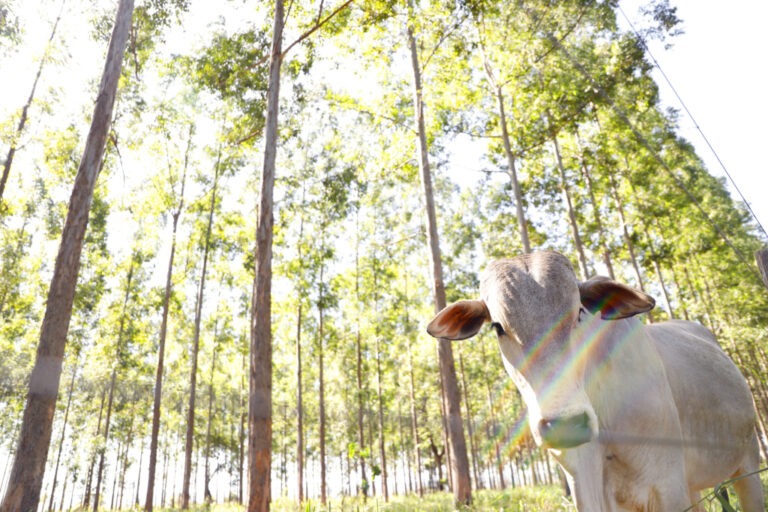 Políticas públicas reforçam meta de MS de carbono neutro até 2030