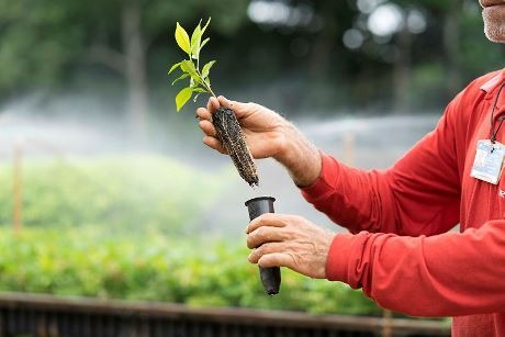 Ecossistemas serão perdidos se restauração continuar nos moldes atuais