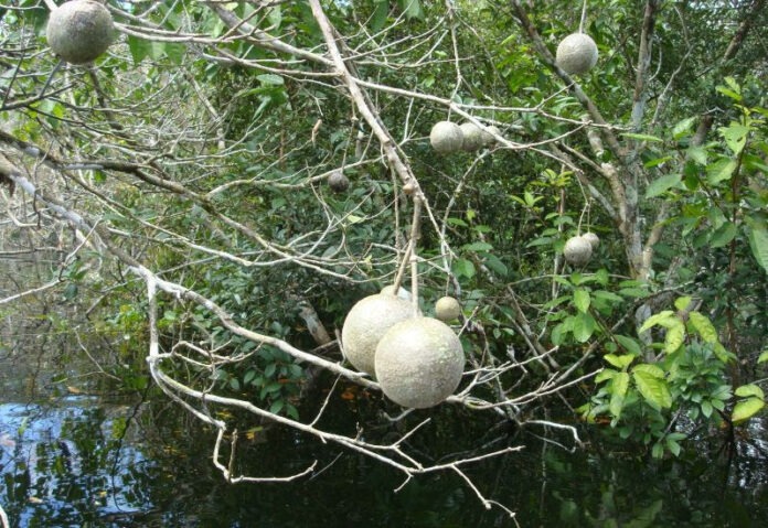 arvores tropicais