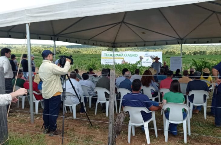 Incentivo à produção deve colocar MS no mercado de laranja