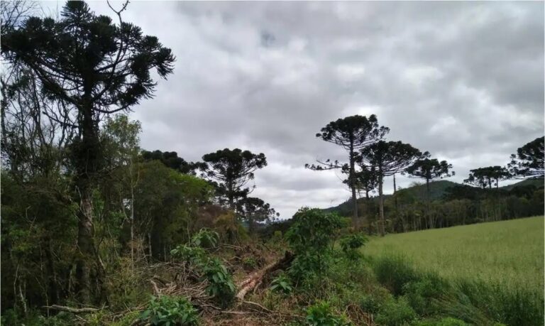 Árvores exclusivas da Mata Atlântica estão ameaçadas, diz estudo