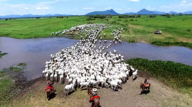 Pesquisadores defendem “boi bombeiro” no combate aos incêndios no Pantanal