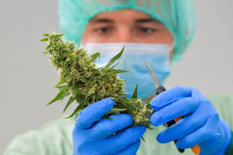 Checagem: a cannabis é ou não é perigosa?