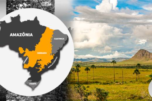 MS tem o menor índice de desmatamento ilegal do Cerrado