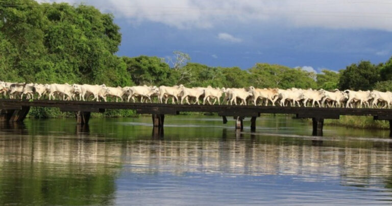 Tecnologia e inovação – a chave para a produção sustentável no Pantanal
