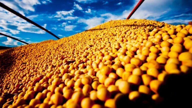 Nova estimativa aponta produção de 297 milhões de toneladas de grãos