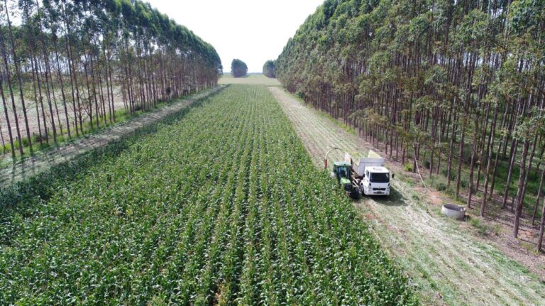 Estudo que indica pastagens degradadas com potencial agrícola inclui Guia Lopes