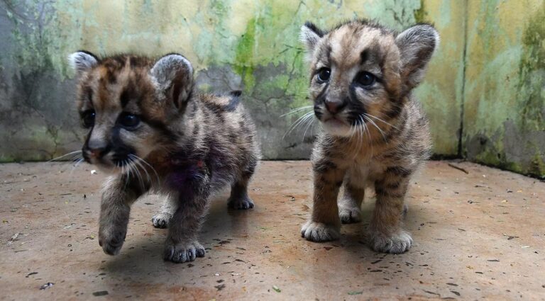 Hospital dos animais, onde a volta à natureza emociona