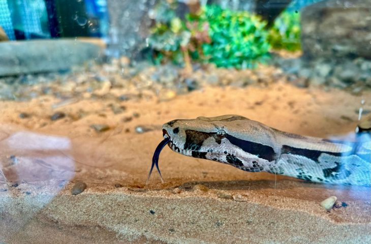 Bioparque apresenta jiboia que reforça apelo contra o tráfico de animais