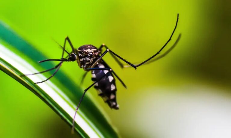 Cientistas criam MataAedes, armadilha para combater o mosquito da dengue