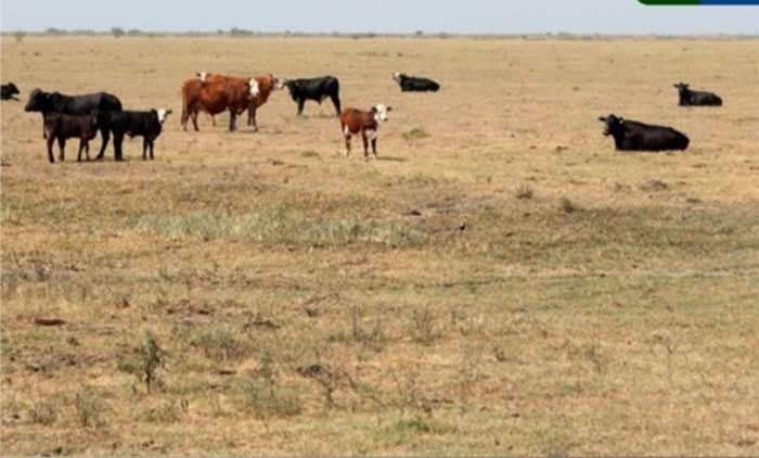 Seca e onda de calor arrasam lavouras e pastagens no Chaco paraguaio