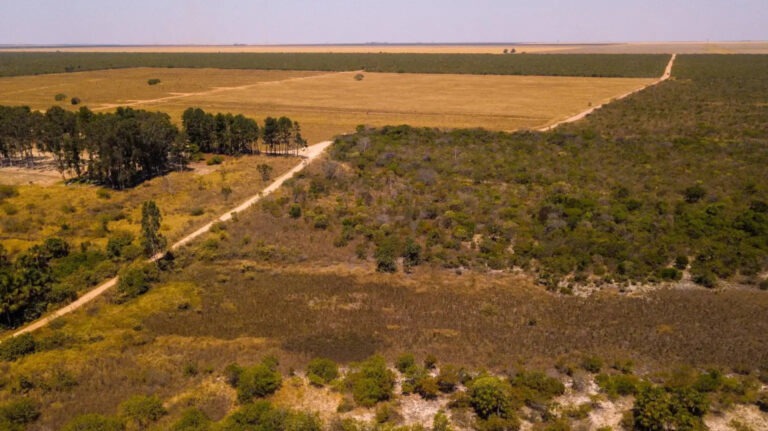 Desmatamento no Cerrado tem queda de 22% em Mato Grosso do Sul