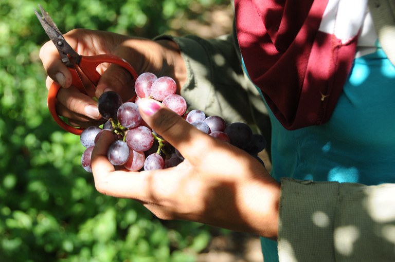 Irrigação garantiu produção de 4,11 milhões de toneladas de alimentos em 2023