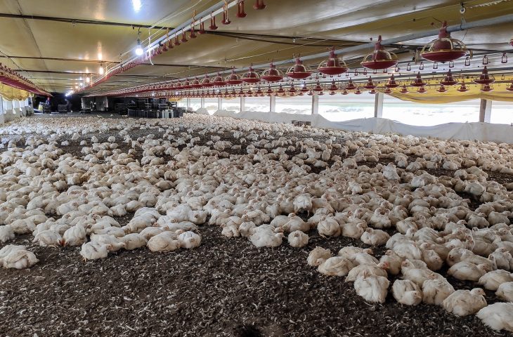 Projeto amplia desoneração tributária da cadeia produtiva de carnes de porco e frango