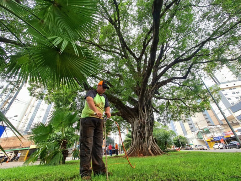 Figueiras centenárias de Campo Grande estão em tratamento de saúde