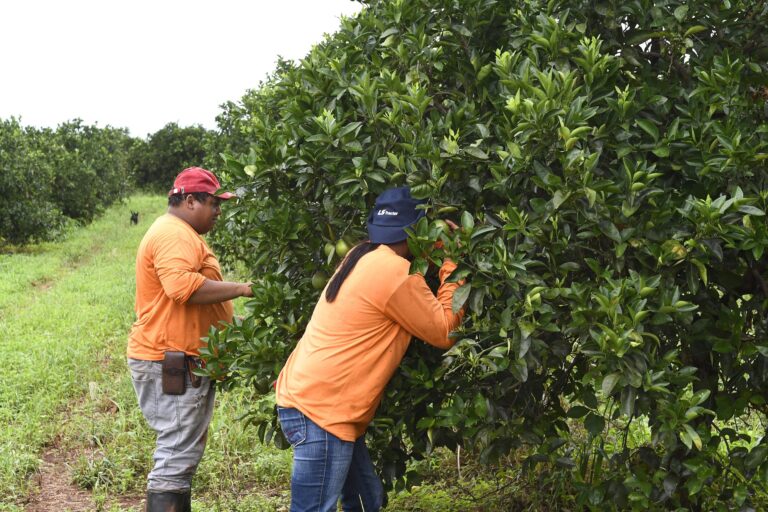 Pomares de laranja vão se espremer entre boi, soja e eucalipto