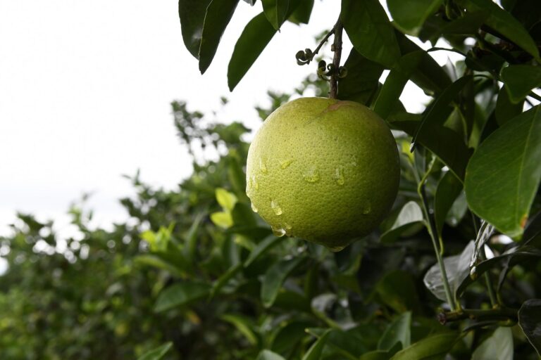 Livre de pragas, MS expande produção de laranja