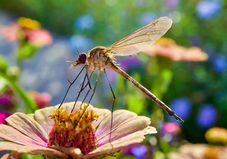 Para que servem os mosquitos? Conheça as funções desses insetos