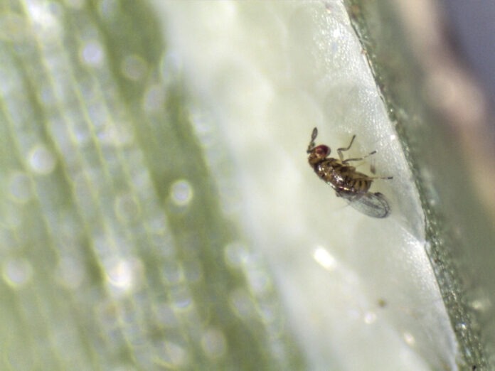 pragas biológico