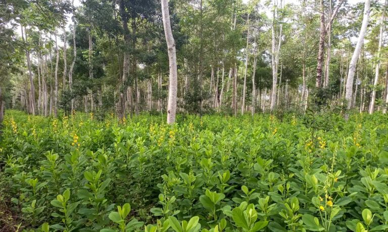Brasil deve recuperar 25 milhões de hectares de vegetação nativa