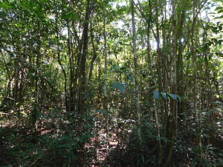 Cerrado se descaracteriza e área fica menos resiliente às mudanças no clima