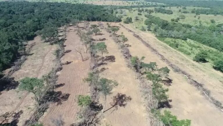 Desmatamento aumentou quase 60% no Pantanal, média de 2,1 hectare/dia