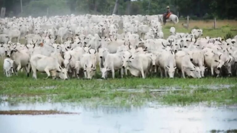 ONGs defendem saída de fazendeiros do Pantanal para salvar o bioma