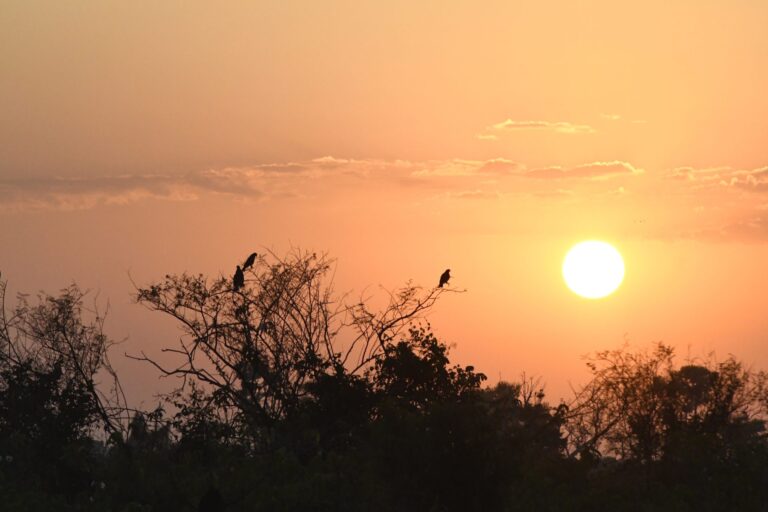 Agência prevê seca severa no Pantanal e prepara declaração de ‘crise hídrica’
