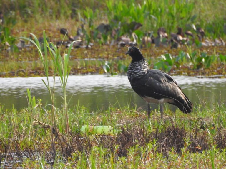 UEMS debate o clima com captura de carbono em reserva no sul de MS