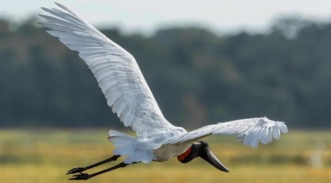 MS participa do maior evento de observação de aves da América Latina