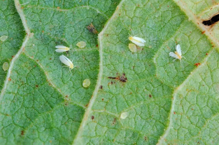 Inseticida de biomassa vegetal vai combater mosca-branca em lavouras