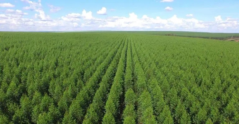 “No chão das florestas de eucalipto não tem minhoca… deserto verde”