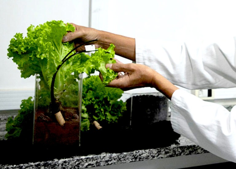 Sensor de irrigação gera economia e aumenta produtividade da lavoura