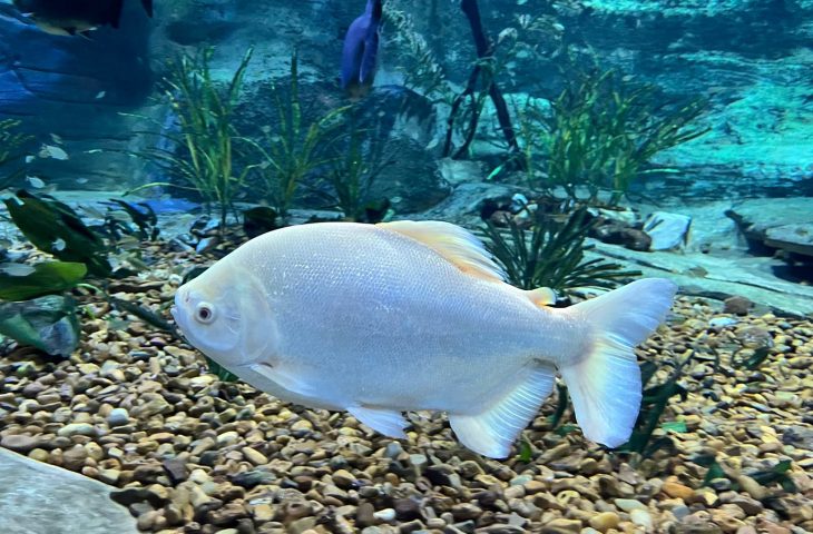 Peixes trazidos de Bonito já podem ser observados no Bioparque Pantanal