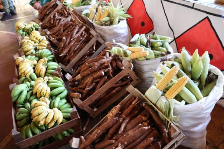 Estado faz a maior compra de alimentos produzidos por comunidade indígena