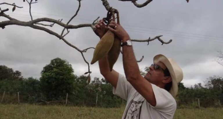 No dia do Meio Ambiente, “colecionador” de sementes lamenta cenário de deserto