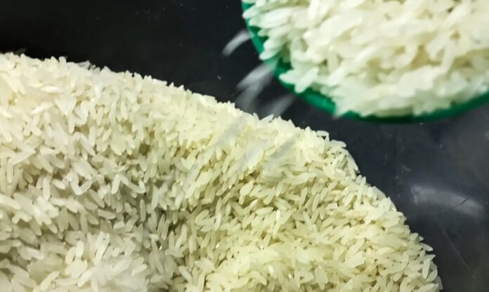 arroz - marcello casal
