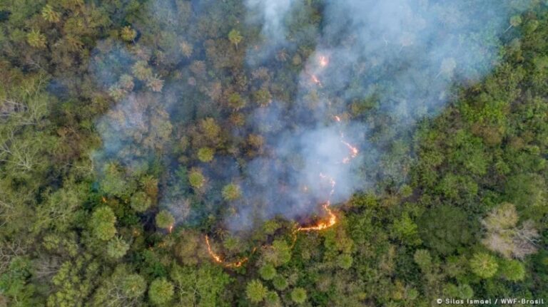 Incêndios no Pantanal chegam a 1.193; na área situada em MS são 698 focos