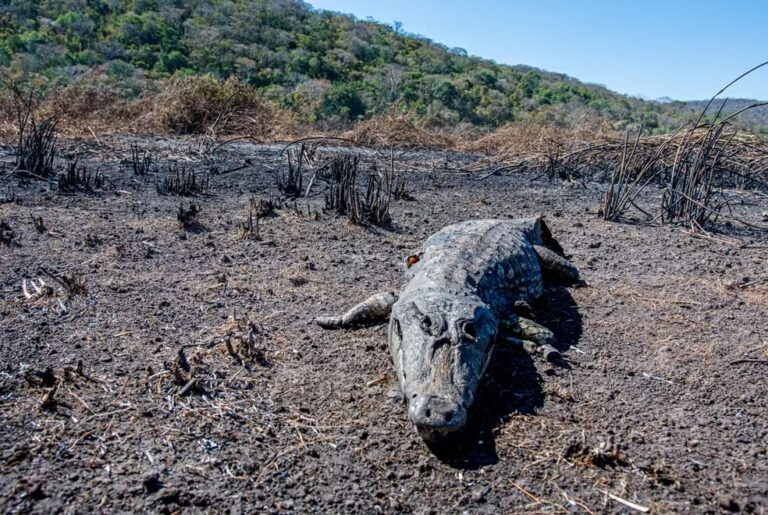 Fogo já consumiu 462 mil hectares no Pantanal e queima animais